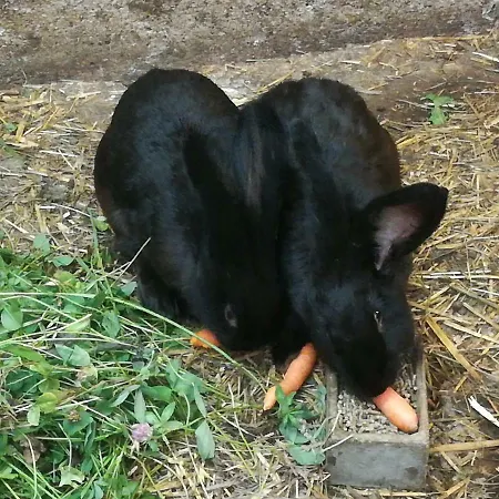 Apartment Aberghof *