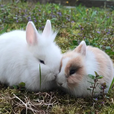 Διαμέρισμα Aberghof